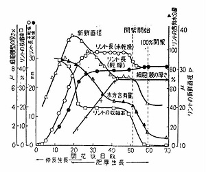 綿繊維の生長過程　　出所：大野(1971) p.326第3図